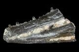 Permian Synapsis (Mycterosaurus) Jaw Section - Oklahoma #79466-1
